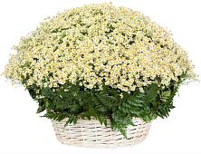 Цветочная композиция из Ромашки в корзине #REPLACE_PRED# Сусумане